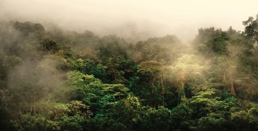 Una forma de estudiar a los jaguares