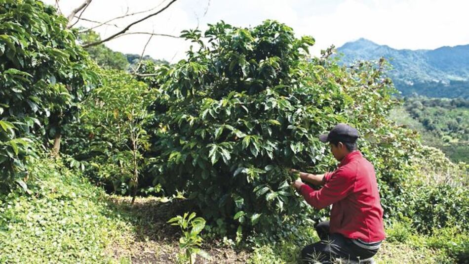 El valor que tiene el café cultivado en Panamá