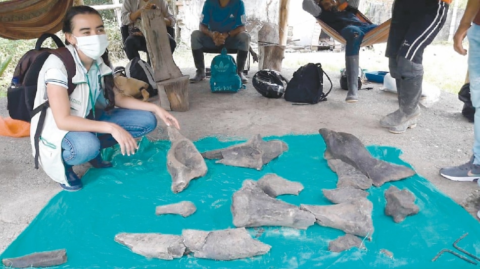 Mineros hallan en Colombia fósil de mastodonte