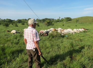 ETESA niega que un cable de su propiedad matara a 32 reses en Chiriquí