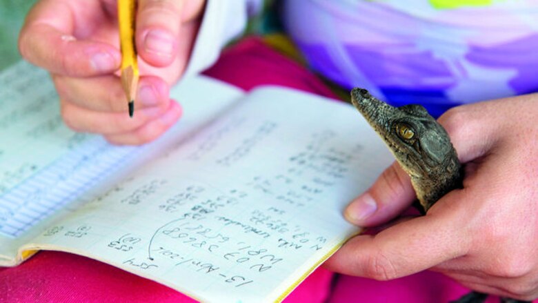 Los cocodrilos, el clima y los humanos