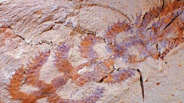 Hallan mamífero de hace cuatro millones de años