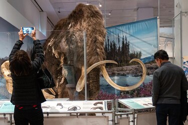 Nueva York abre las puertas al mundo secreto de los elefantes