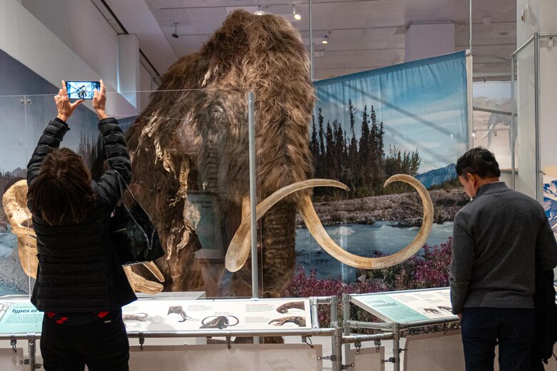 Nueva York abre las puertas al mundo secreto de los elefantes