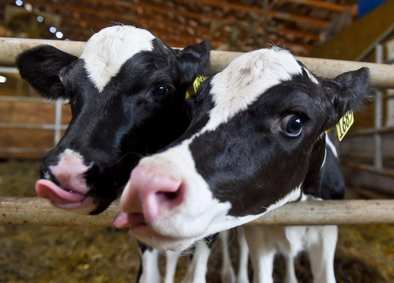 ‘Es una traición’: la furia de los ganaderos en Estados Unidos porque el gobierno de Trump quiere importar más carne argentina