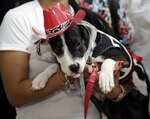 Mascotas protagonizan un desfile de modas
