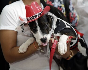 Mascotas protagonizan un desfile de modas