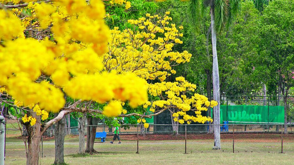 El guayacán se hizo esperar