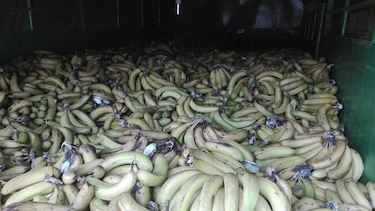 Chiriquí: Decomisan 35 mil bananos en río Sereno