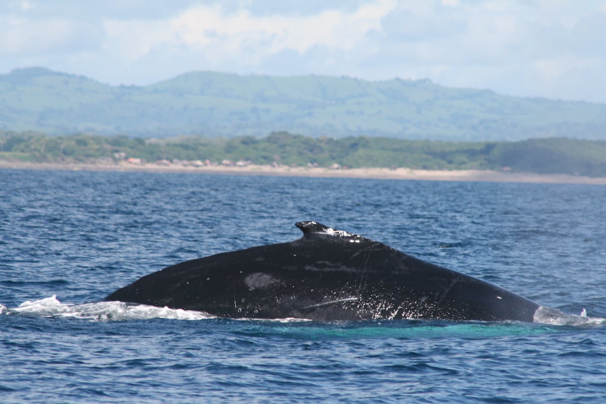 Refuerzan monitoreo de ballenas con nuevo hidrófono en Los Santos
