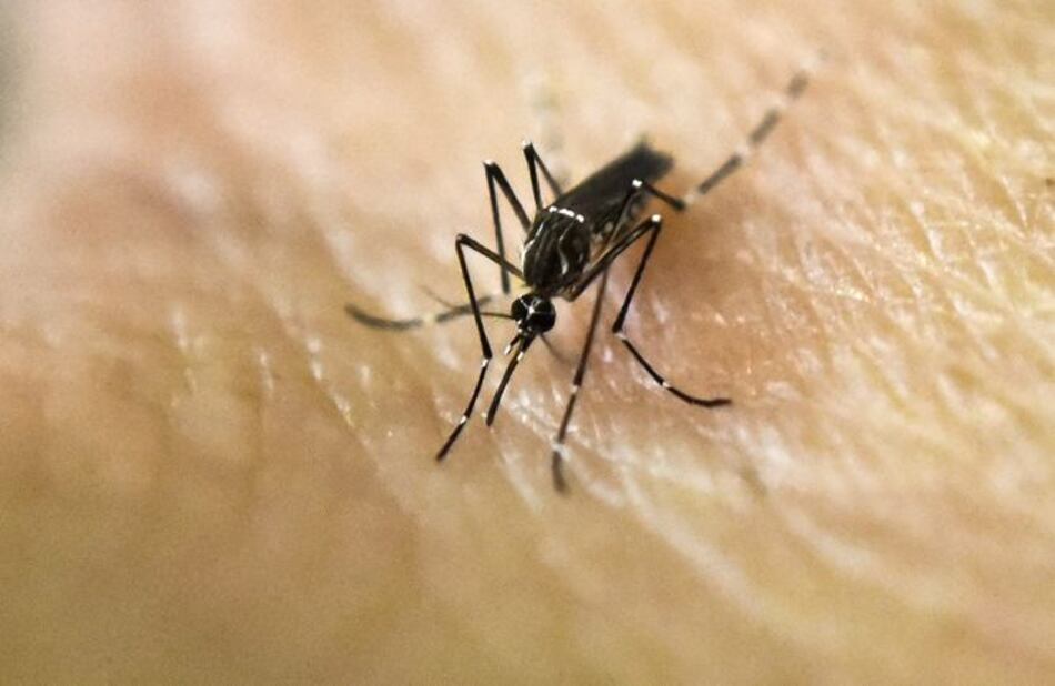 Virus zika, bajo el microscopio