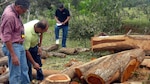 Suspenden temporalmente permisos de tala en Los Santos