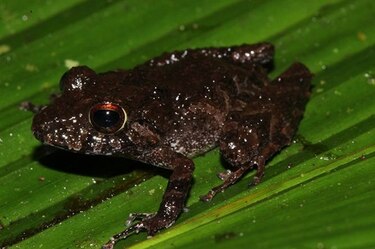 Un libro para proteger a los anfibios del Parque Nacional Darién