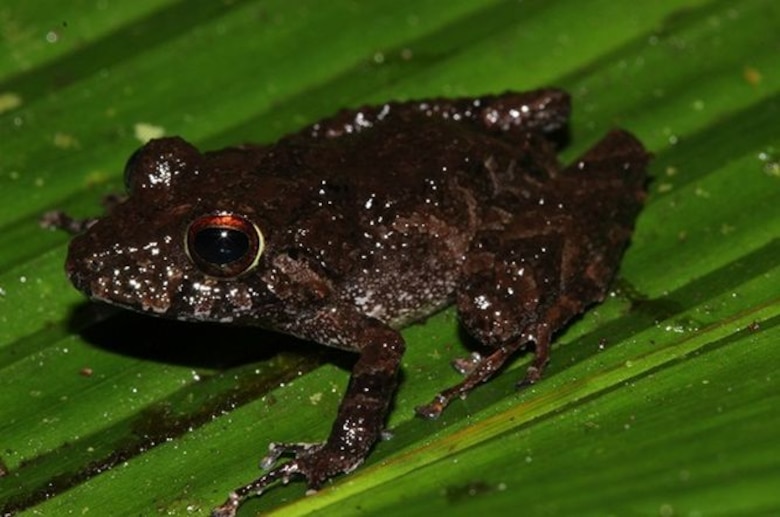 Un libro para proteger a los anfibios del Parque Nacional Darién