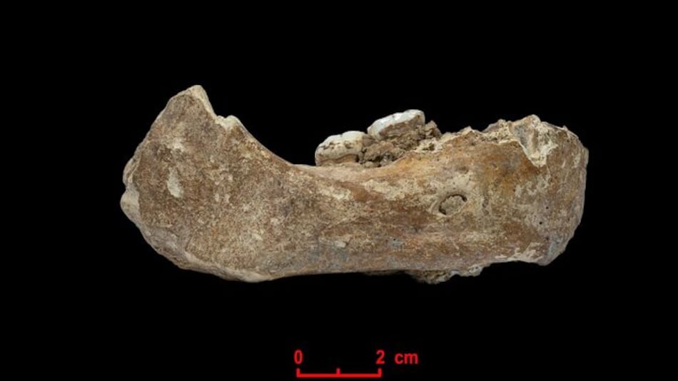 Fósil chino da información sobre pariente de neandertales