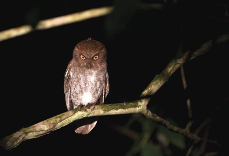 Una jornada para valorar a las aves