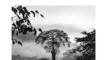 Por la conservación ambiental de Panamá