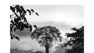 Por la conservación ambiental de Panamá