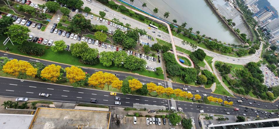 ¿Cuánto tiempo tomaría ver los Guayacanes floreados que plantará la alcaldía de Mayer Mizrachi?