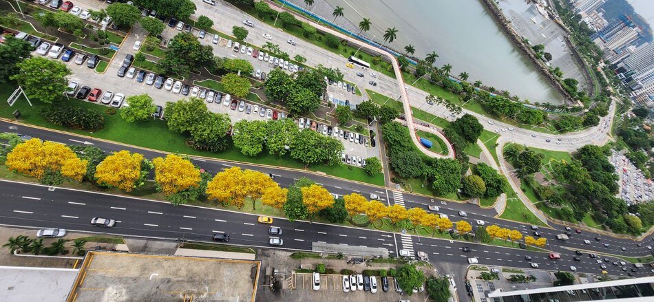 ¿Cuánto tiempo tomaría ver los Guayacanes floreados que plantará la alcaldía de Mayer Mizrachi?