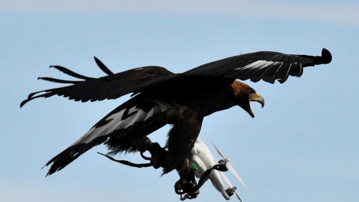 El ejército francés entrena águilas para derribar drones amenazantes
