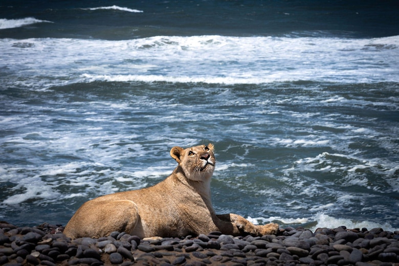 Las inéditas imágenes que muestran a los leones que abandonan el desierto para cazar en la playa