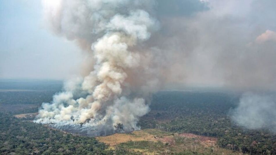 El buscador de internet que planta árboles cuando lo utilizas
