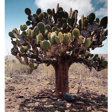 Las imágenes de las fascinantes especies del nuevo atlas de las islas Galápagos
