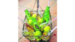 Cocina gourmet: Intercambio de recetas