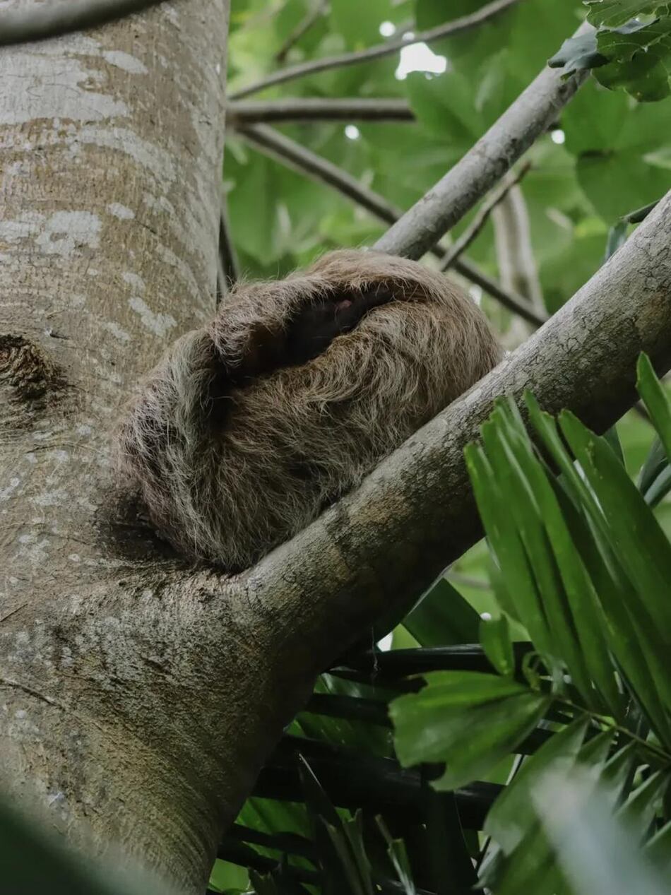 Una nueva vida florece entre los árboles del Biomuseo