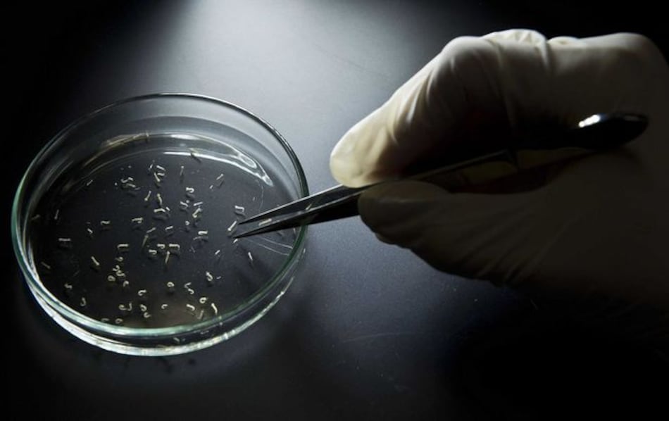 Nace en Hawái bebé infectado con virus de zika