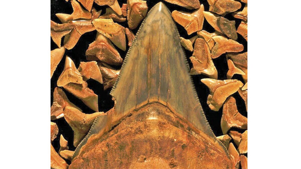 Fósiles dan luces sobre desconocida extinción de megafauna marina