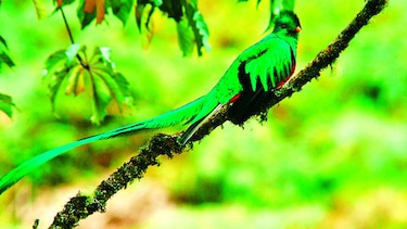 El ave quetzal, al borde de extinción
