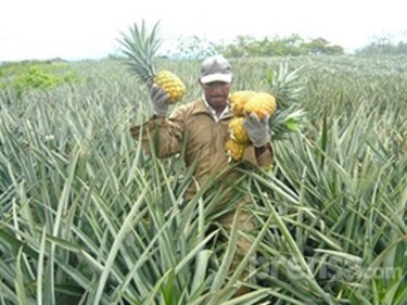 Empresa suspende la siembra de piña en Macaracas