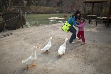 China confirma brote de gripe aviar H5N1 en Guizhou