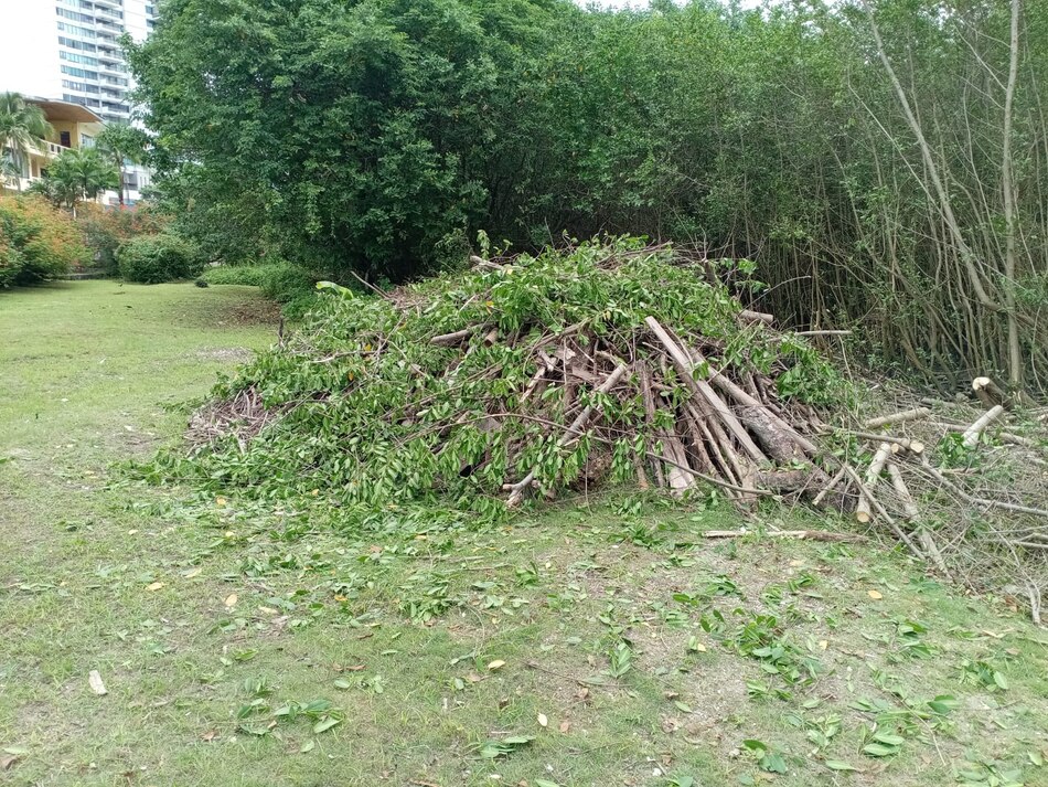 Miambiente autoriza poda de manglares en Coco del Mar por daños a estructuras