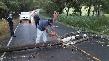 Solicitan identificar árboles enfermos a orillas de la carretera cruce Sabanagrande-Macaracas