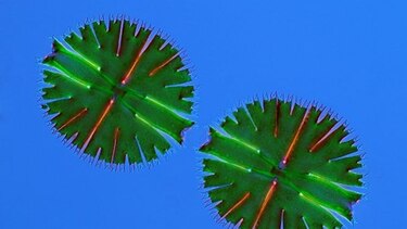 El arte de fotografiar microorganismos