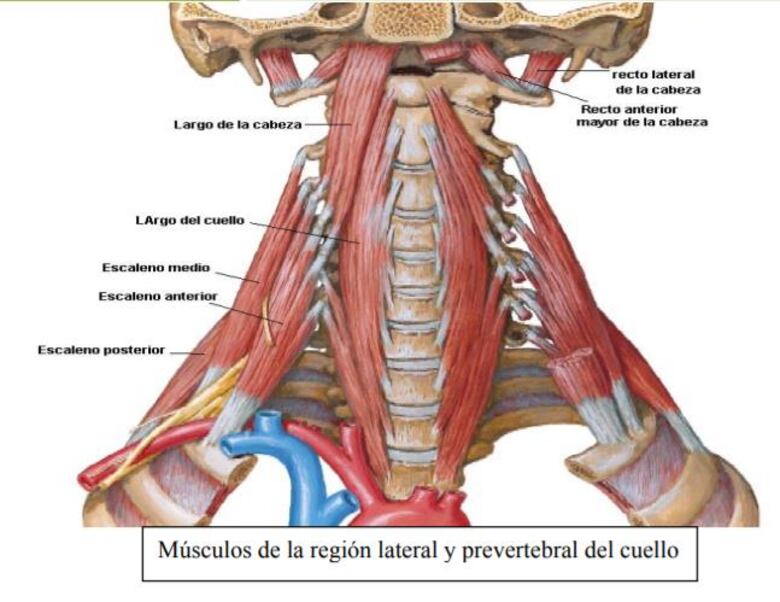 Mordida disfuncional: causa de algunas enfermedades de origen desconocido, donde aplica