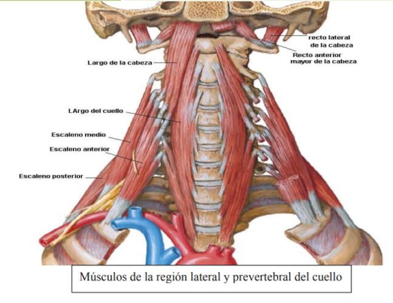 Mordida disfuncional: causa de algunas enfermedades de origen desconocido, donde aplica
