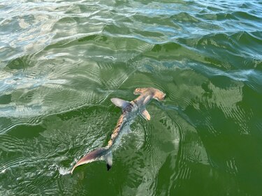 Descubren una nueva ‘guardería’ de tiburones martillo en las Islas Galápagos