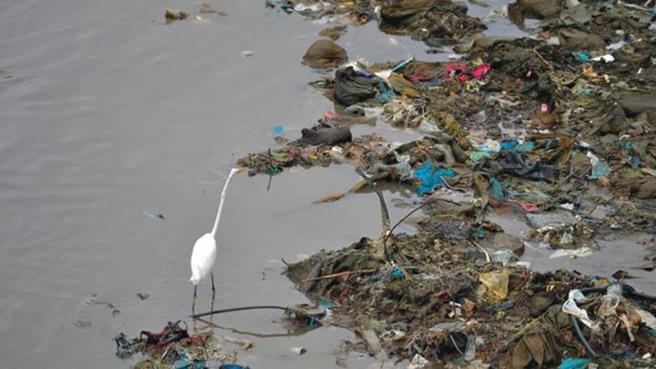 Basura marina: ‘sopa de plástico’ para los peces