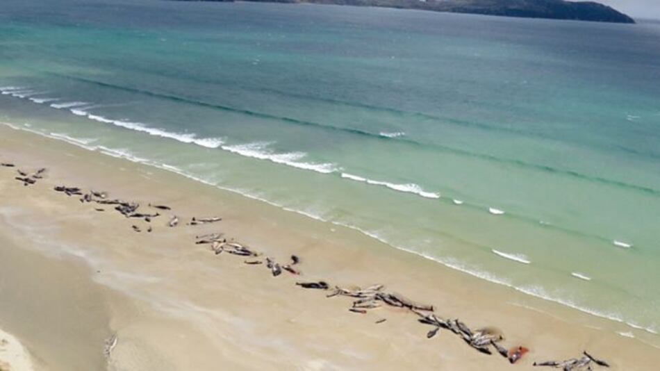 Mueren encalladas 145 ballenas piloto