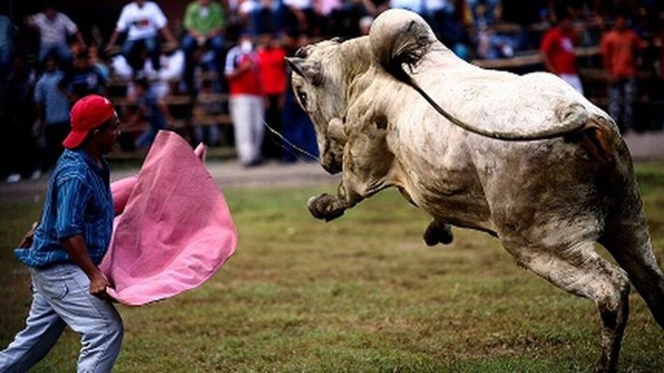 Prohíben llevar neveras portátiles con bebidas a los palcos en el Festival de la Mejorana