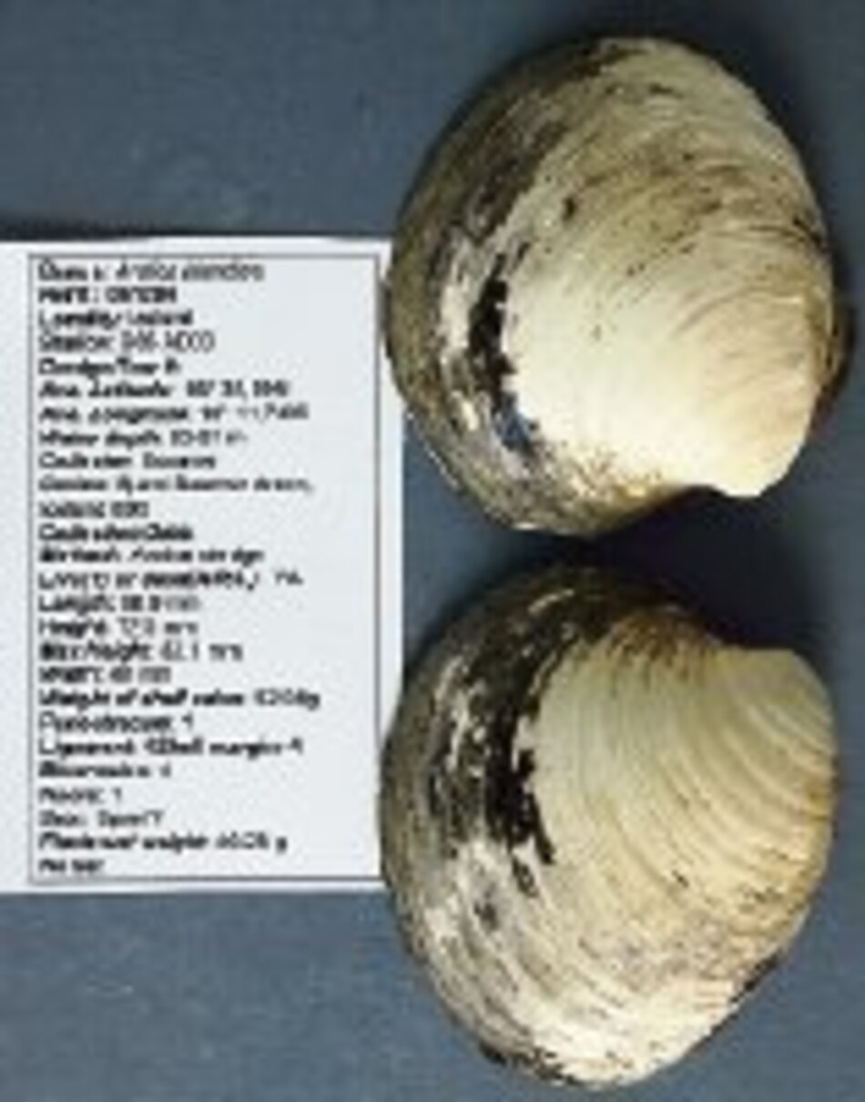 El animal más longevo