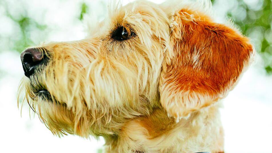 Monitor de actividad para perros