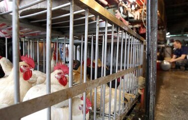 Confirmados 132 casos de H7N9 en China