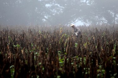 El Salvador, Honduras, Guatemala y Nicaragua con más riesgo de desnutrición