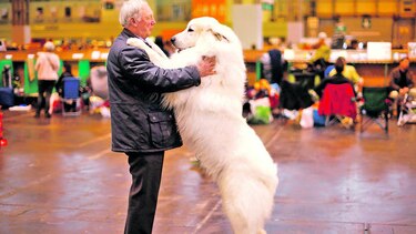 El pasado del perro doméstico