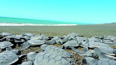 Refugio de tortugas está en peligro